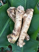 Horseradish Root, Sauget, 4 Pound (Sold by Weight). -Country Creek LLC- - $38.60