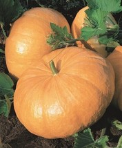US Seller Pumpkin Seeds 5 Yellow Of Paris Giant De Paris Vegetable - £6.59 GBP