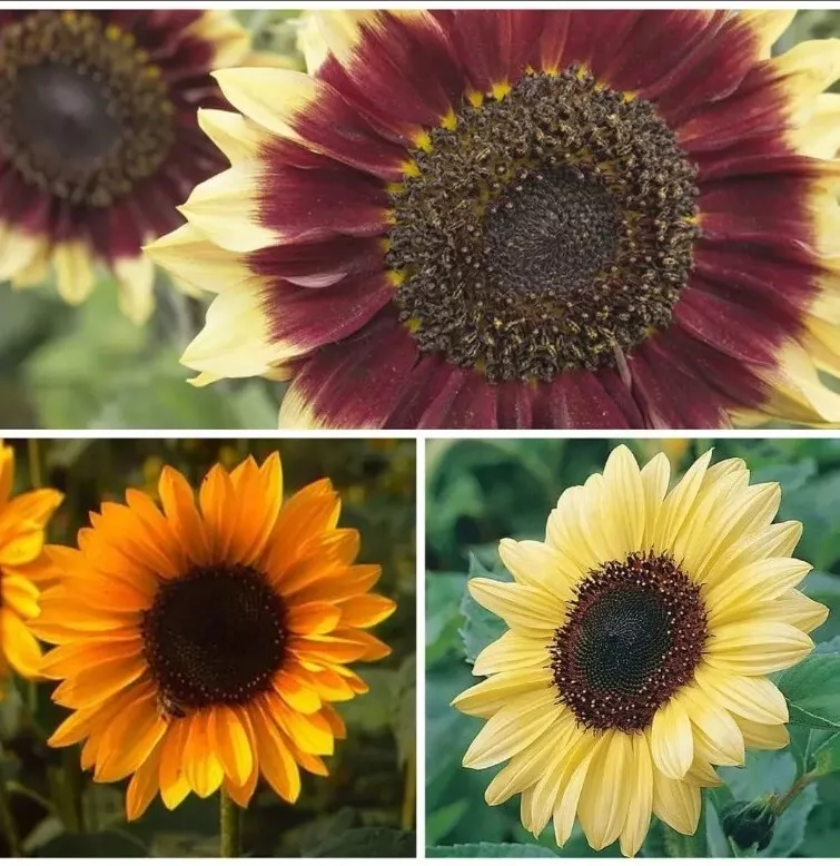 5 Seeds Of Each ×3 Sunflower Variety Florenza, Valentine, Sonja - $24.60
