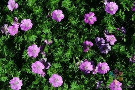 25 Glenluce Geranium Seeds Non-GMO, Heirloom, Fast Shipping - £7.20 GBP