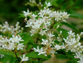 20 Pc Seeds Ligustrum Vulgare Plant, Common Privet Seeds for Planting | RK - £20.14 GBP