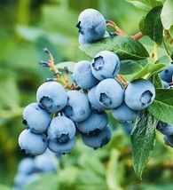 200 Northern Blueberry Fruit + seeds  Sweet  From US - $8.49