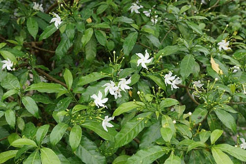 Divaricata Pinwheel Flower 5 Seeds 100 Seeds Per Pack - Hot Deal - $23.47