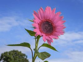 25 Seeds Pink Sunflower organic non-gmo flower garden plant seeds - £6.85 GBP