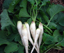 Radish Seed ,White Lady Radish, Radish Seeds, 100 Seeds , Organic , NON-GMO - £1.56 GBP