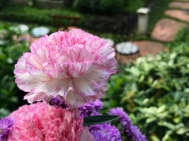 50 Picotee Mix Carnation Dianthus Caryophyllus Bicolor Striped   - £13.58 GBP