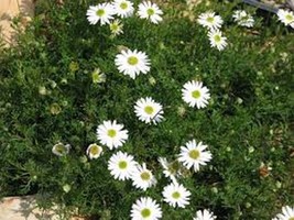 GIB Swan River Daisy Brachychome White 100 Seeds - £7.19 GBP