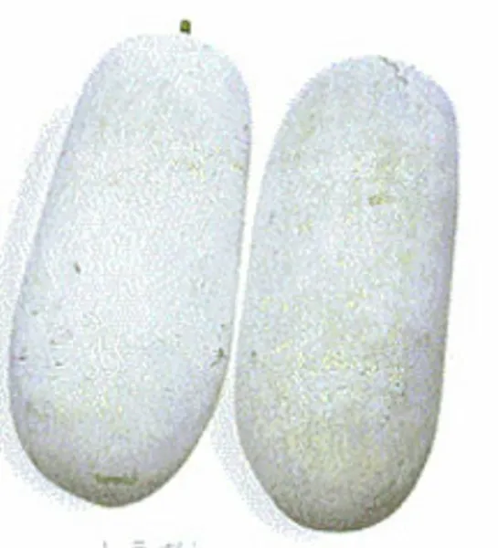 20 Wax Gourd Fuzzy Winter Melon Oblong Seeds Benincasa Hispida Usa Garden Fresh - £6.44 GBP