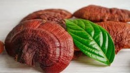 Premium Reishi Mushroom Powder 100% Organic - Immune Booster 50 g - $194.49 MXN