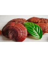 Premium Reishi Mushroom Powder 100% Organic - Immune Booster 50 g - $12.87