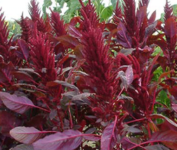 Red Amaranth Seeds Heirloom Deep Red Asian 1000+ seeds Yield Organic Non... - $3.99