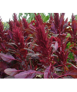 Red Amaranth Seeds Heirloom Deep Red Asian 1000+ seeds Yield Organic Non GMO - $3.99