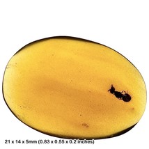 Burmese Amber Fossil with Wasp Insect &amp; Inclusions, UV Fluorescent, Cret... - £74.09 GBP