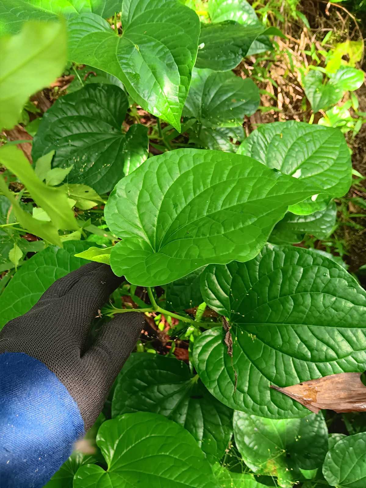 Dried Lolot Piper (Piper sarmentosum, wild betel) Leaf for Herbal Tea ba... - $19.00