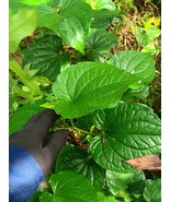 Dried Lolot Piper (Piper sarmentosum, wild betel) Leaf for Herbal Tea ba... - $19.00