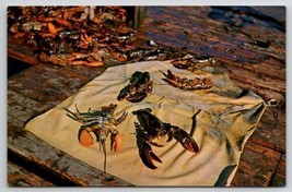 Maine Lobsters Just Caught From Sea Spread On Yellow Oilskin Postcard A32 - $5.95