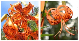 TIGER LILY SEEDS (Lilium columbianum) Spotted Flowers Seeds 40 Seeds - £14.94 GBP