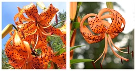 TIGER LILY SEEDS (Lilium columbianum) Spotted Flowers Seeds 40 Seeds - $18.99