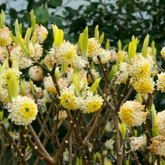 Edgeworthia Chrysantha Paperbush Fragrant Yellow Flowers Shrub Seeds Fresh Garde - £7.97 GBP