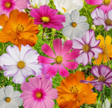 SGH 70 Cosmos Flowers Seed Mix, 10 Beautiful Cosmos Varieties Colorful U... - £6.37 GBP