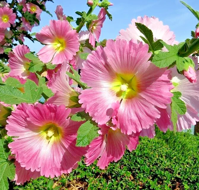 ANTWERP HOLLYHOCK Seeds *FREE Shipping* Alcea ficifolia Hollyhock Flower... - $6.94 MXN