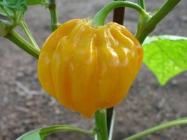Habanero west indies yellow, 10 pepper seeds for planting - $2.70