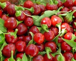 Red Cherry Hot Pepper Seeds, Cherry Bombs, Pimenta, NON-GMO, Heirloom, F... - £1.34 GBP+