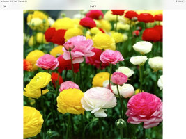 Ranunculus Persian Buttercup Seeds Pkt Of 100 GrownFrom US  - £6.60 GBP