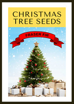 Fresh Seeds Grow Your Own Christmas Tree Fraser Fir ( Abies Fraseri Gift Seed Pa - $16.00