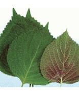 Korean Shiso Perilla Seeds Tasty Herb 300 Sds One Gram Fast US Shipping - $276.12 MXN