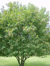 New Fresh Seeds 20 Amur Maple Seeds Acer Tartaricum Ssp Ginnala - $9.80