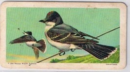 Brooke Bond Red Rose Tea Card #8 Eastern Kingbird Canadian American Songbirds - $0.98