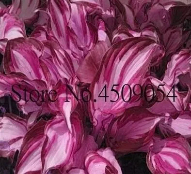 hosta seeds bulk, hosta seeds flower seeds - $12.45