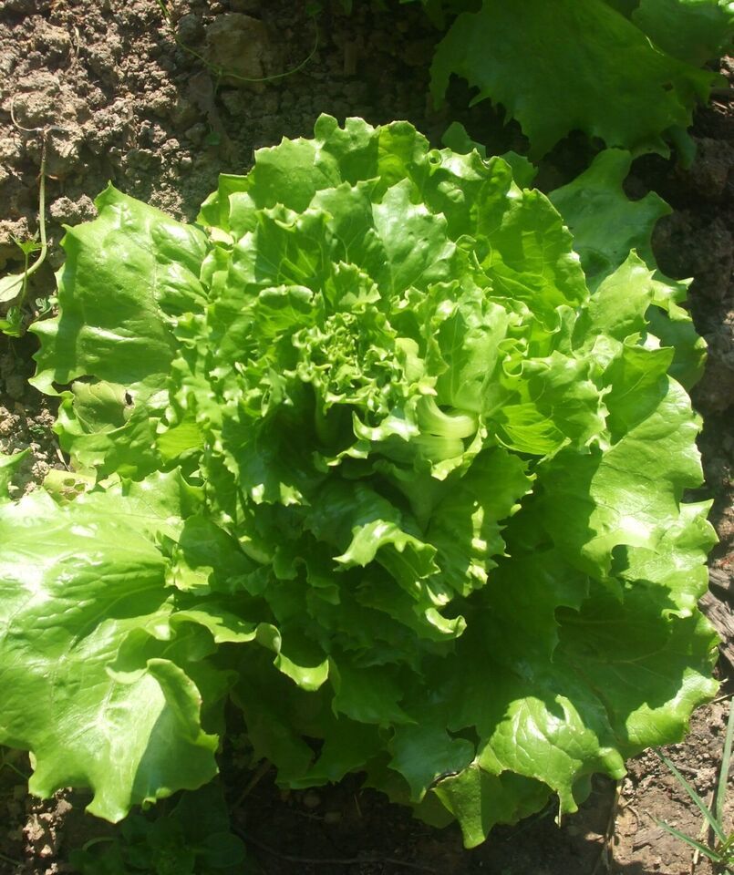 HSeeds 200 Seeds Reine Des Glaces Lettuce / Ice Queen Crisphead Lettuce ... - $2.50