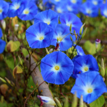 FA Store 100 Seeds Morning Glory Heavenly Blue Climbing Vine Hummingbirds Love - £8.32 GBP