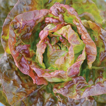 Bronze Mignonette Butterhead Lettuce Seeds Lactuca Red Buttercrunch Bibb  - £4.75 GBP