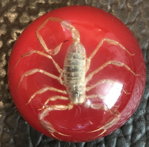 Vintage Scorpion Encased Acrylic Dome Paperweight Red 2.75” X 2.75” Felt... - $15.20