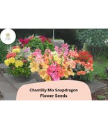 Chantilly Mix Snapdragon Seeds (Antirrhinum majus) | 1000+ Seeds | Tall,... - $15.66