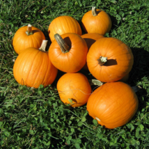  15 Seeds  New England Pie Pumpkin Seeds Non-GMO  - £8.25 GBP