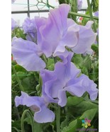 RD 50+ Charlie&#39;s Angel Sweet Pea Seeds for Garden Planting  - $7.23 CAD