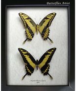 King Swallowtail Papilio Thoas Real Butterflies Set Framed Entomology Sh... - $1,999.50 MXN