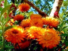 SHIPPED FROM US 200 Orange Double Strawflower Helichrysum Flower Seeds, LC03 - £11.97 GBP