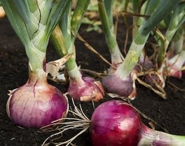 THJAR Red Onion Seeds - Organic, Heirloom, Open Pollinated, Non GMO - Gr... - $2.31