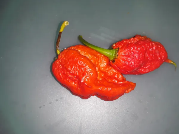 50 Authentic Red Apocalypse Scorpion Pepper World’S Hottest Pepper Fresh... - £11.12 GBP