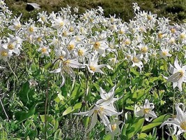 10 White Avalanche Lily Erythronium Montanum Native Alpine   - $17.00