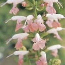 40 Salvia Summer Jewel Pink Coccinea Flower Seeds Perennial Drought Tolerant Fre - £19.19 GBP