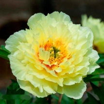 Huang Huakui Golden Yellow Peony Flowers - 5 Seeds - £4.89 GBP