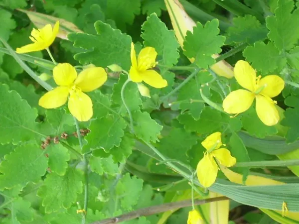 50 Greater Celandine Seeds Chelidonium Majus Fresh Seeds - $13.50