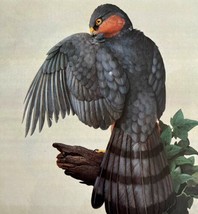 European Sparrowhawk Art Print Color Plate Birds Of Prey Vintage 1979 DW... - $34.99