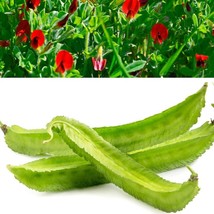 50 Asparagus Pea Winged Pea Lotus Tetragonolobus Red Flower Legume Vegetable See - $7.45